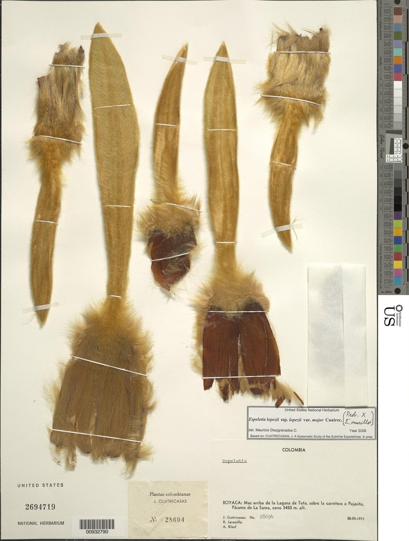 Espeletia lopezii var. major