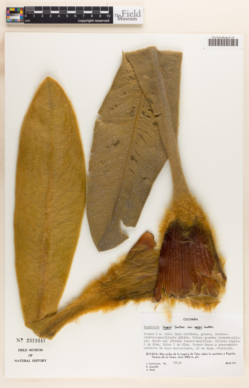 Espeletia lopezii var. major photo 2
