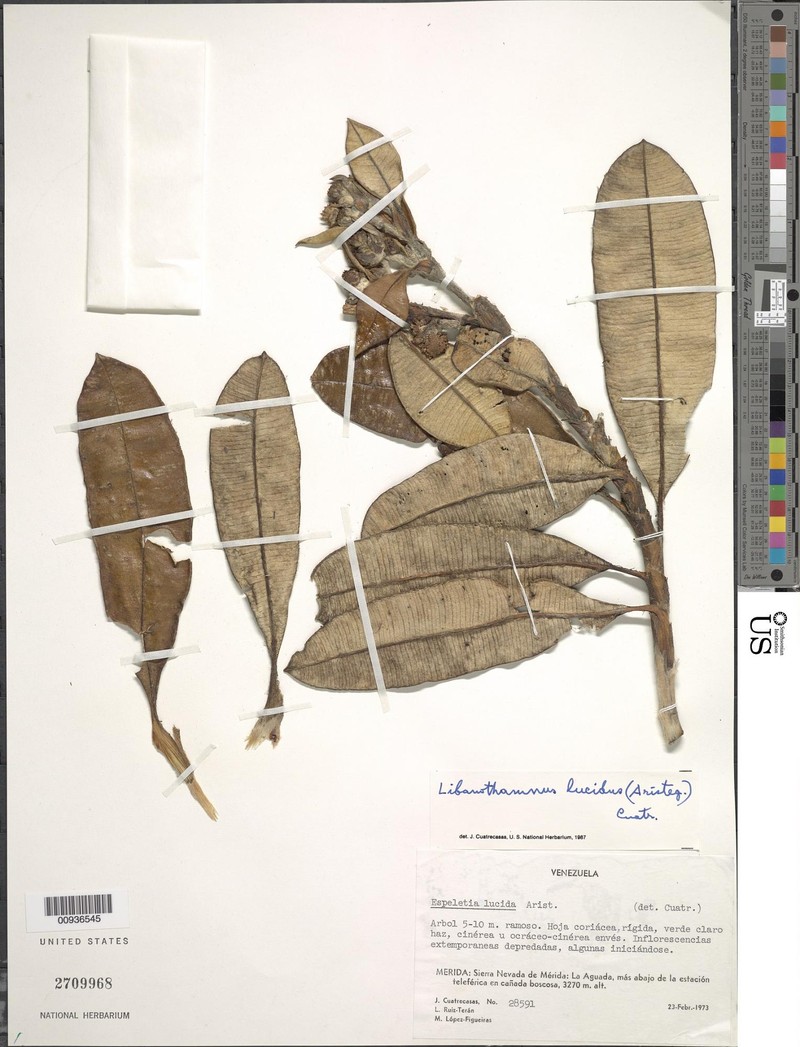 Espeletia lucida