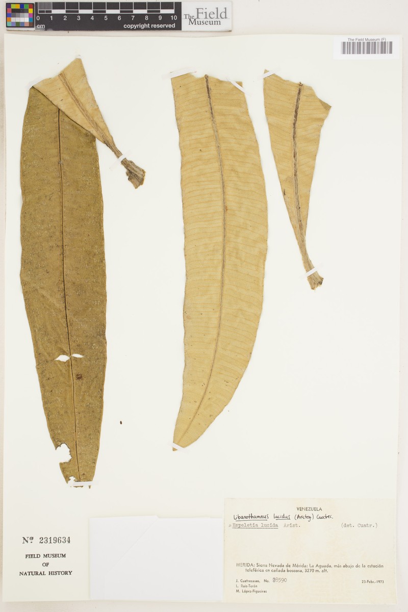 Espeletia lucida photo 2