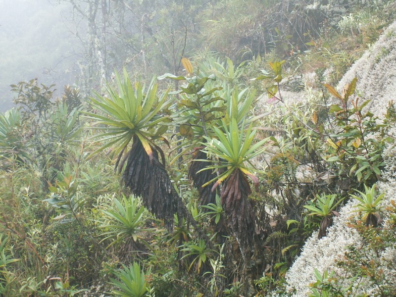 Espeletia marcescens photo 2