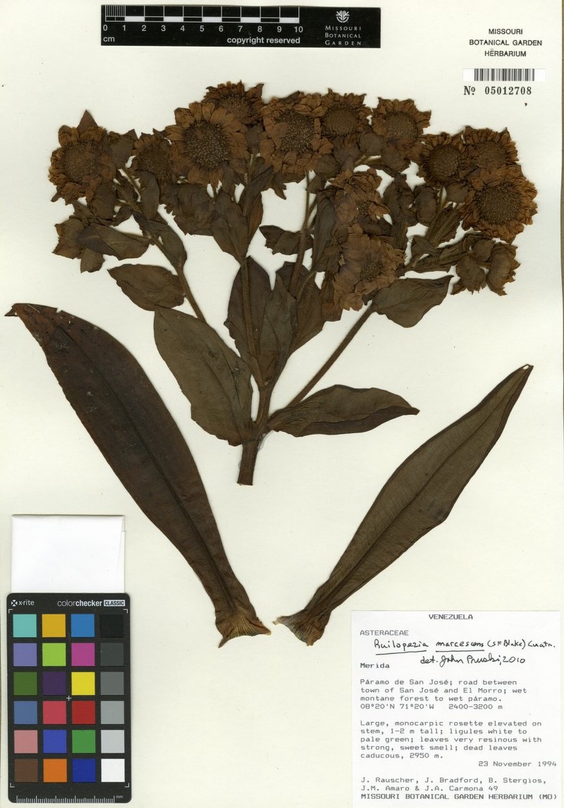 Espeletia marcescens photo 4