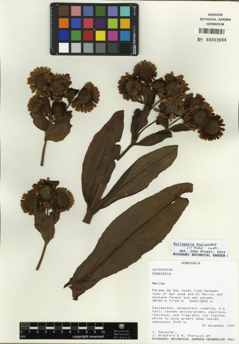 Espeletia marcescens photo 5