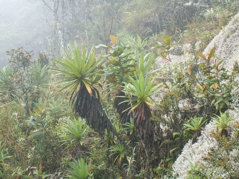 Espeletia marcescens