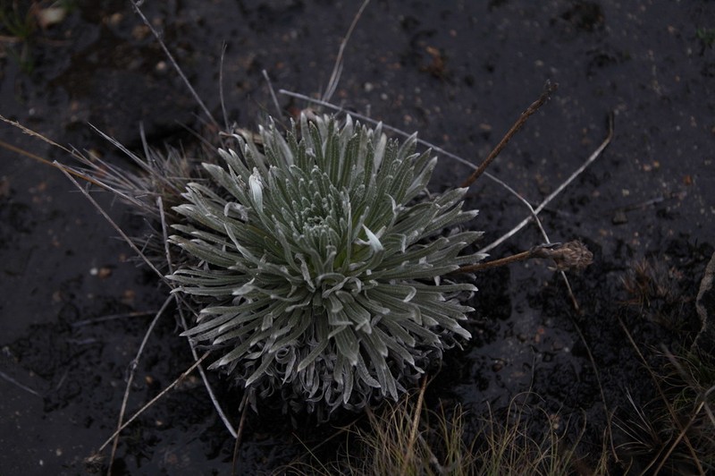 Espeletia marthae