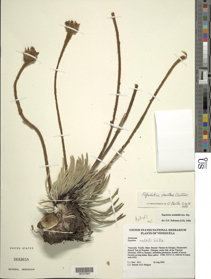Espeletia marthae photo 2