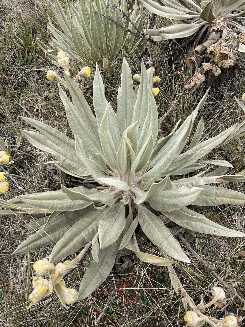 Espeletia miradorensis photo 2