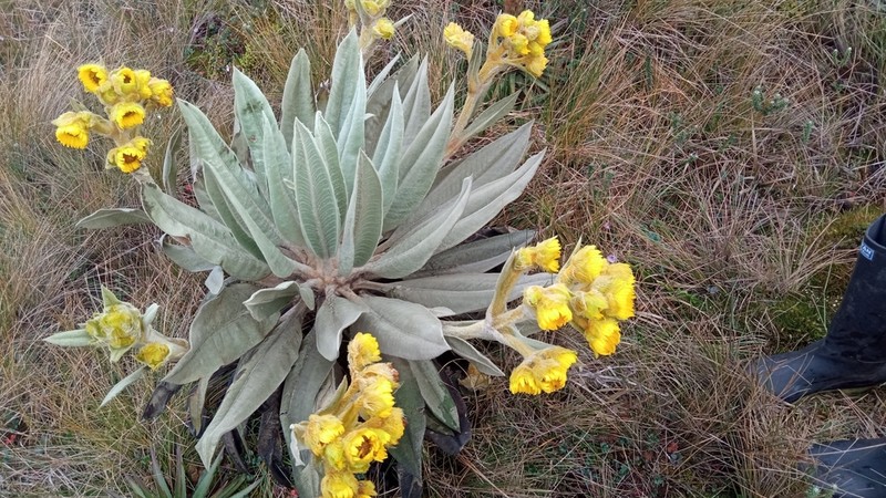 Espeletia miradorensis photo 3