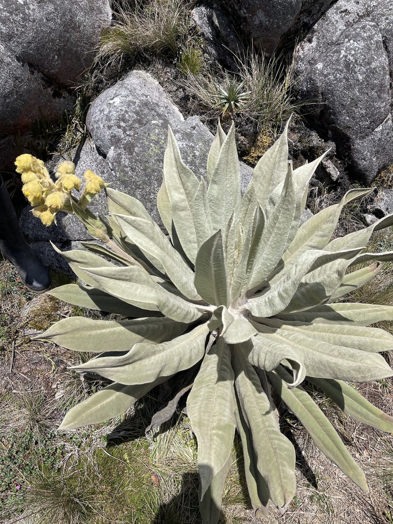 Espeletia miradorensis photo 4
