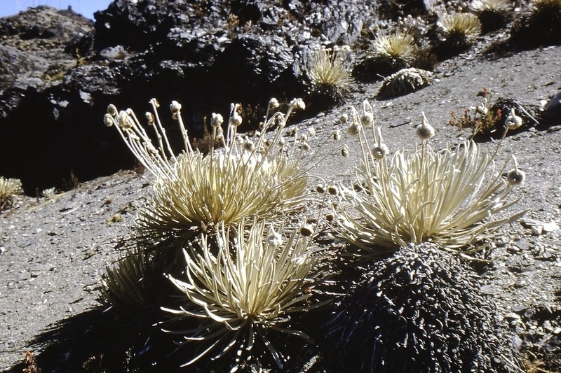 Espeletia moritziana photo 2