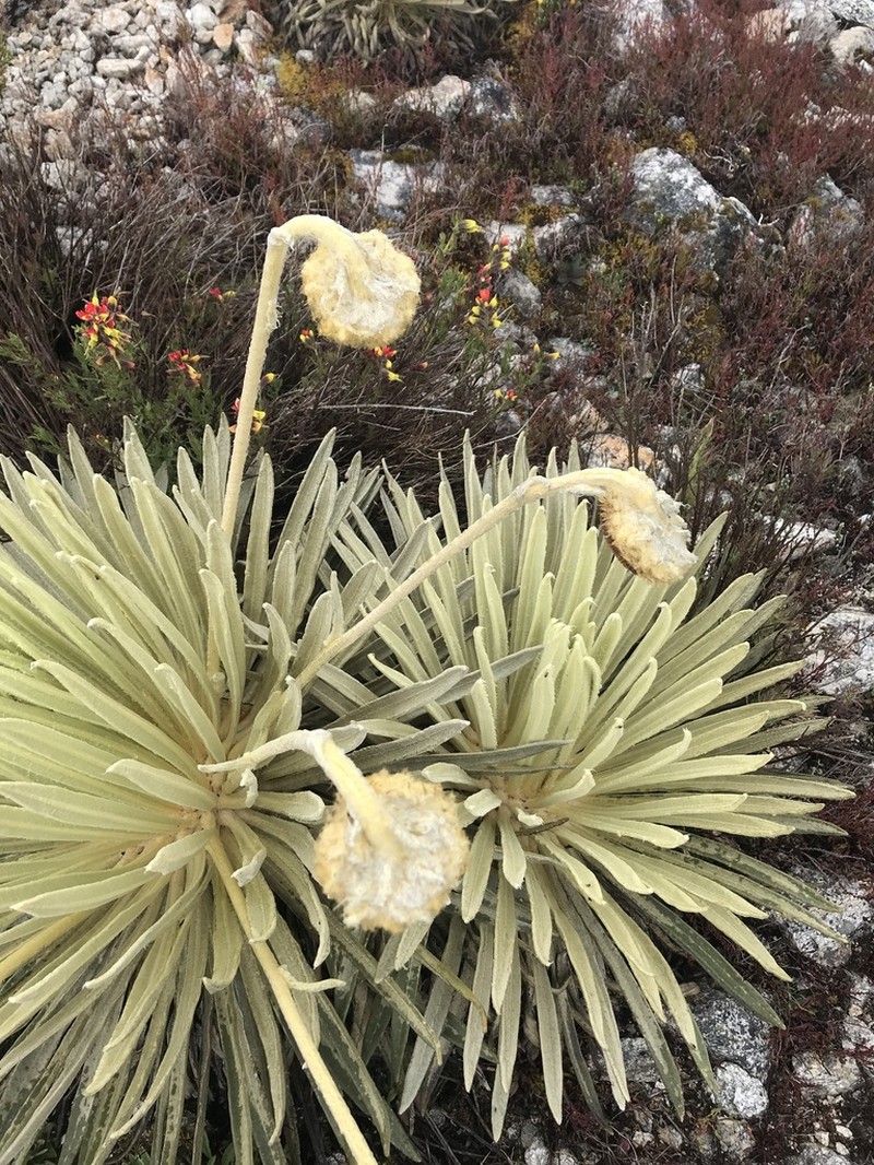 Espeletia moritziana photo 3