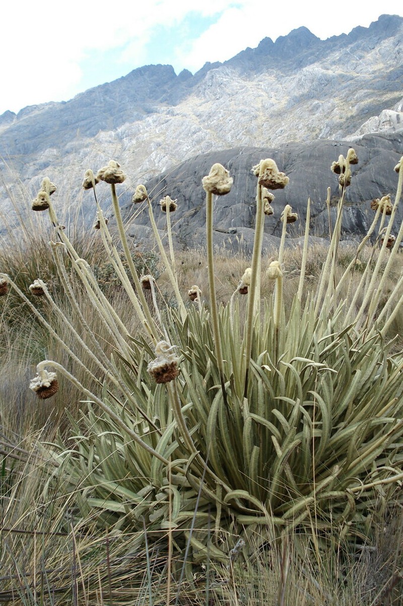 Espeletia moritziana photo 4