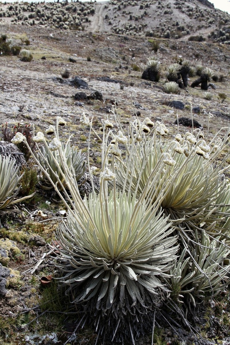 Espeletia moritziana photo 6