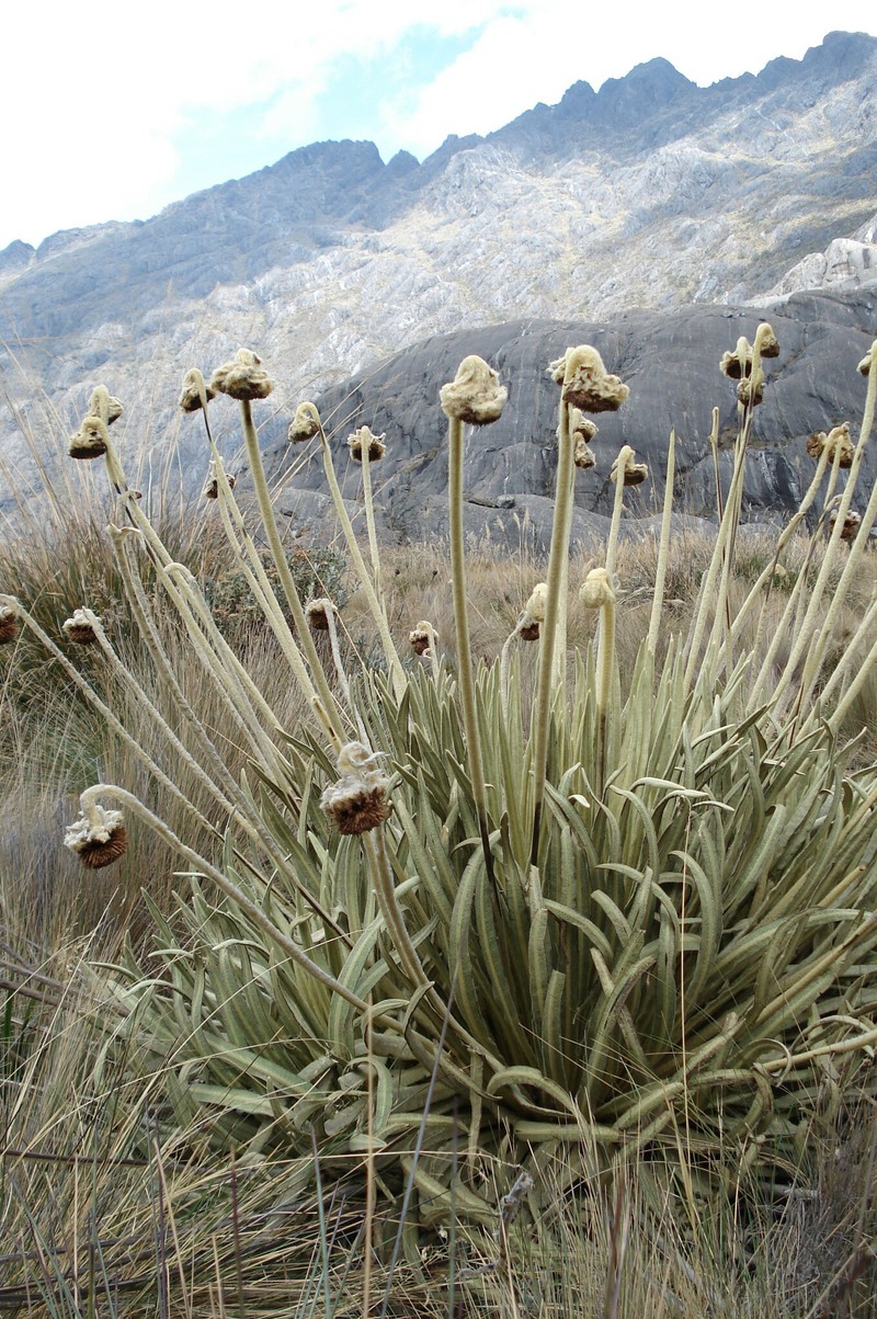 Espeletia moritziana photo 7