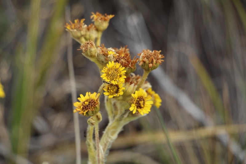 Espeletia muiska photo 2