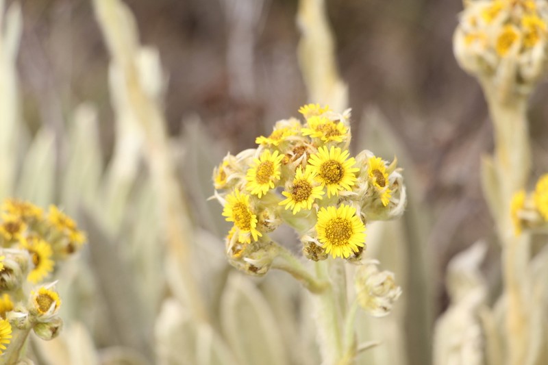 Espeletia muiska photo 3