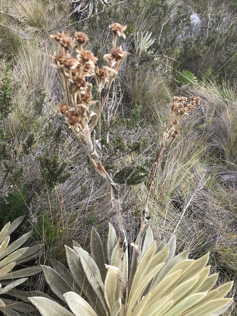 Espeletia muiska photo 5