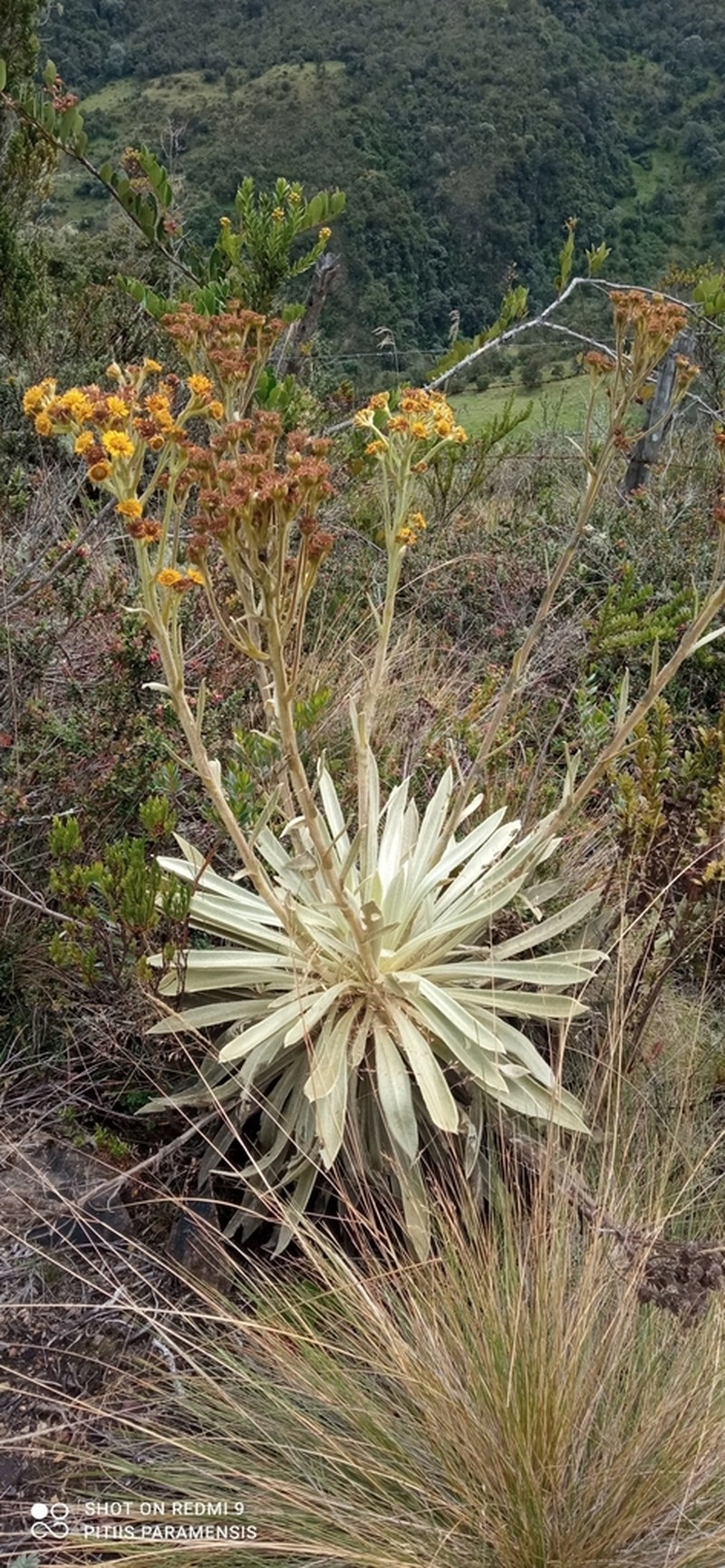 Espeletia muiska photo 6