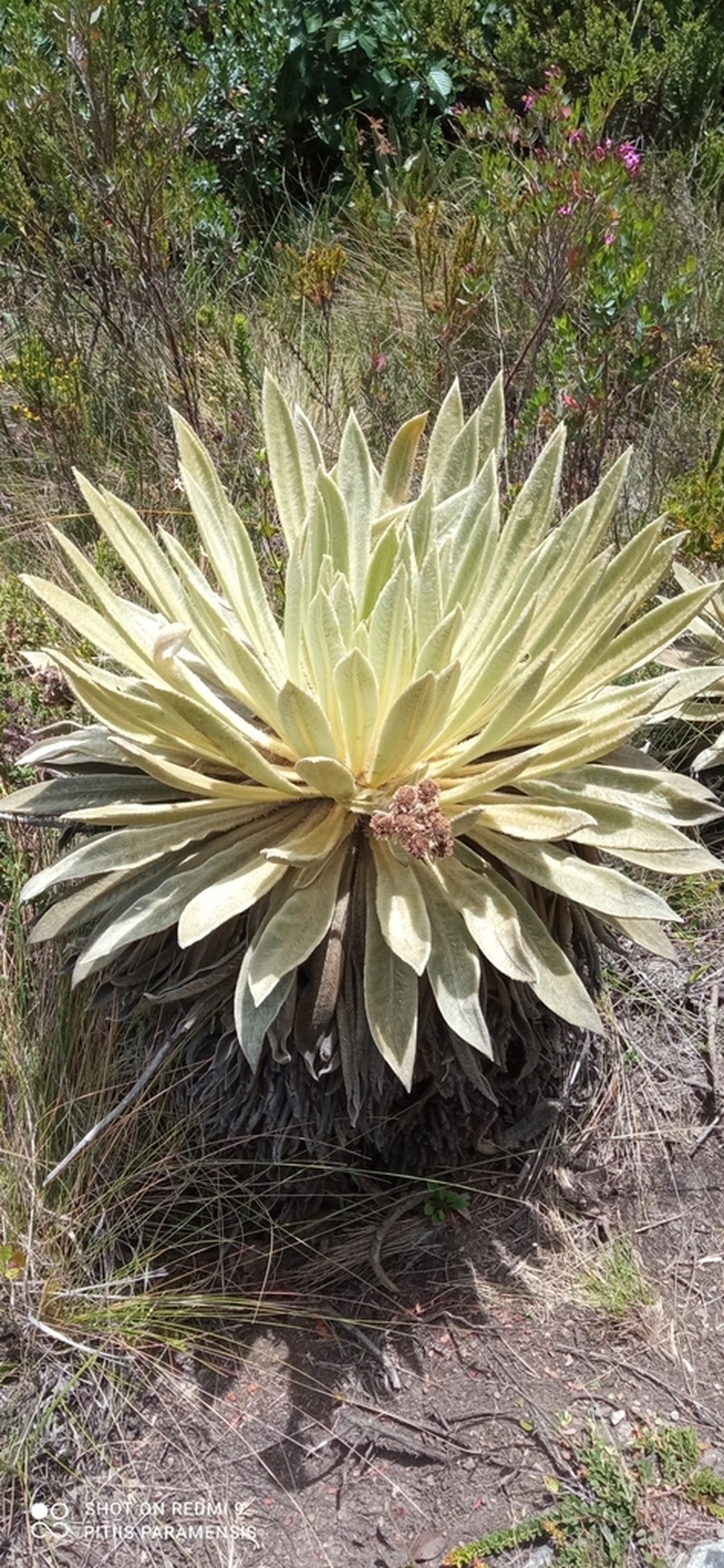 Espeletia muiska photo 7