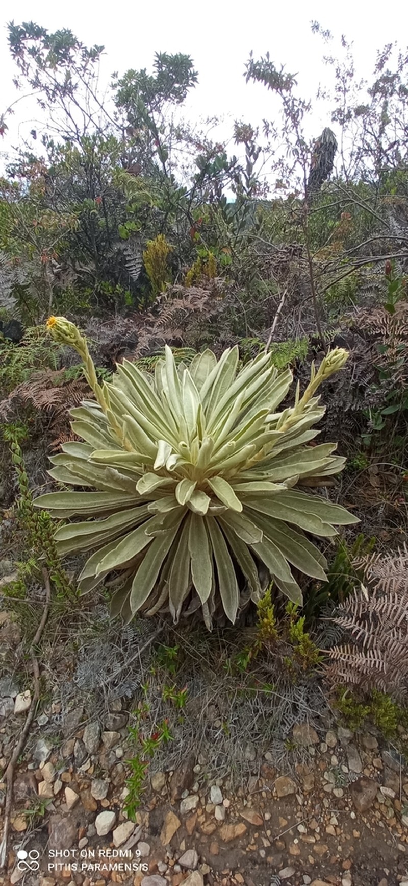 Espeletia muiska photo 8