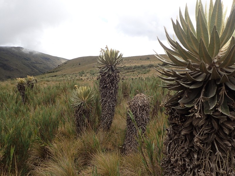Espeletia murilloi