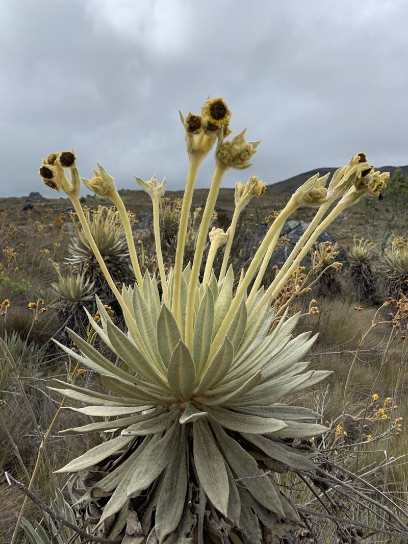 Espeletia murilloi photo 2