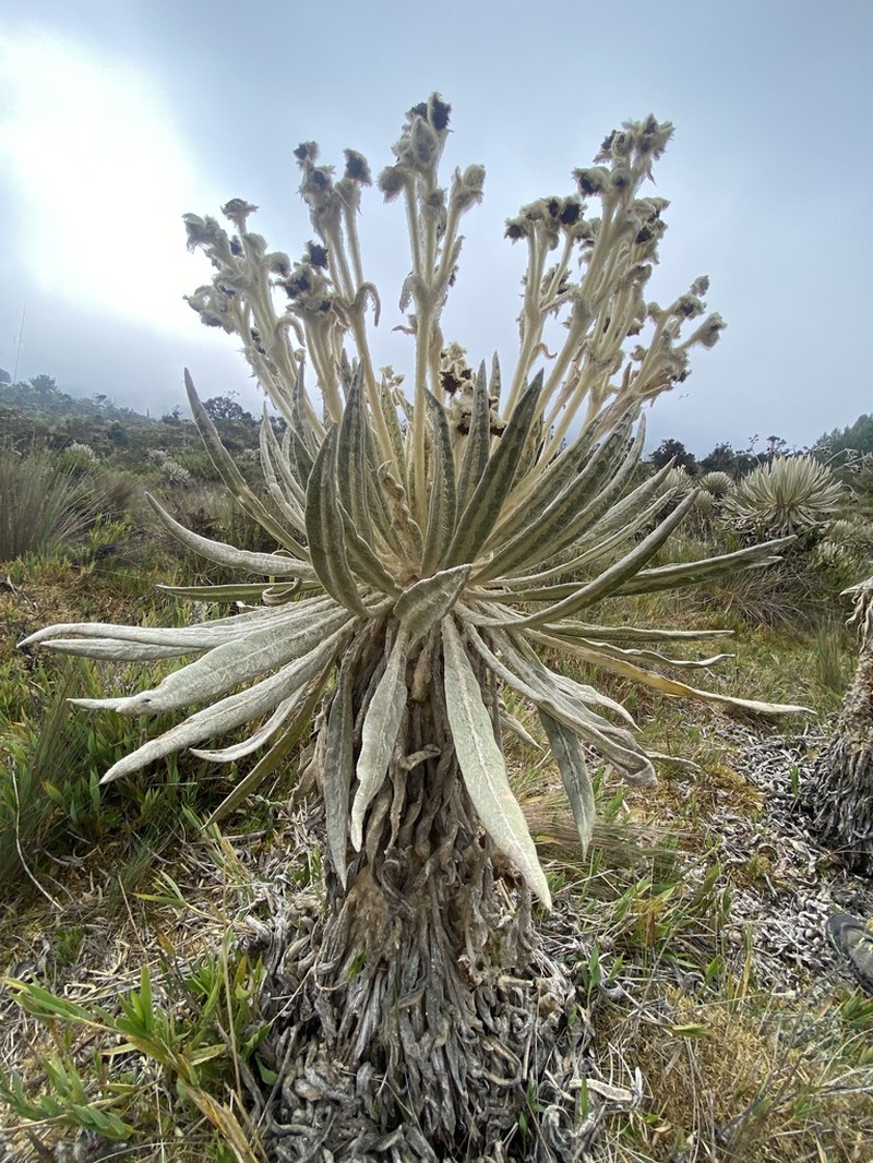 Espeletia murilloi photo 3