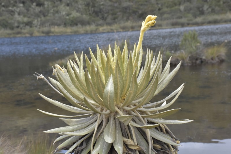 Espeletia murilloi photo 4