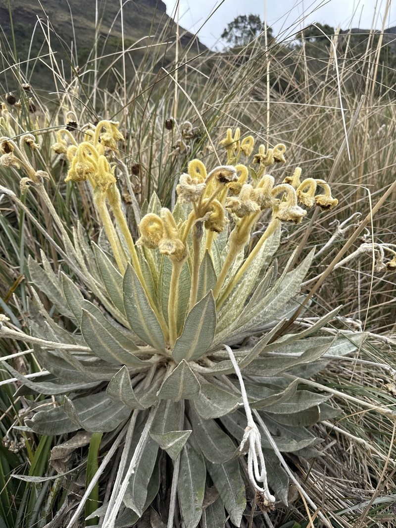 Espeletia murilloi photo 5