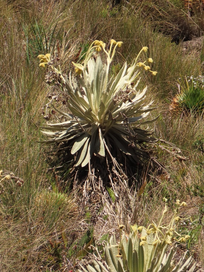 Espeletia murilloi photo 7