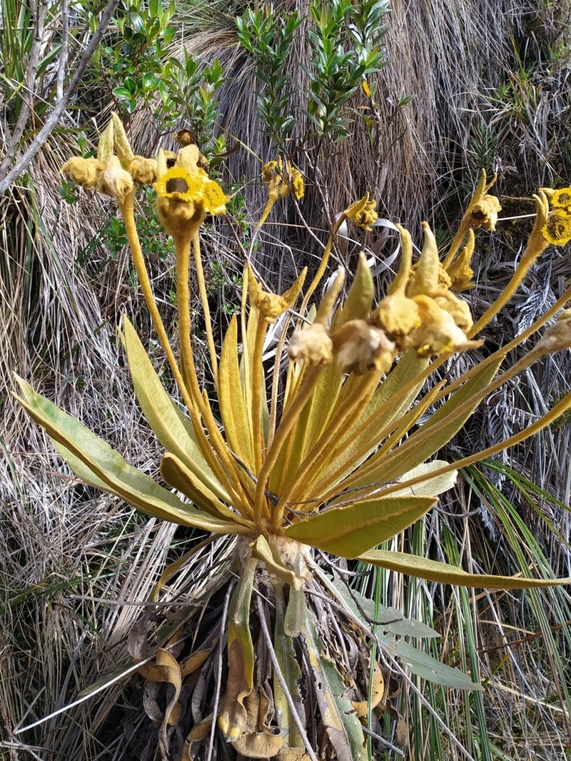 Espeletia murilloi photo 8