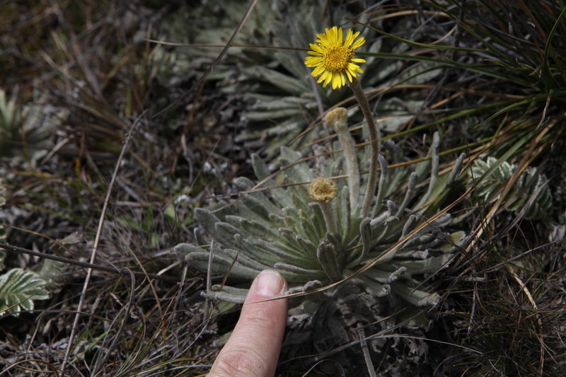 Espeletia nana