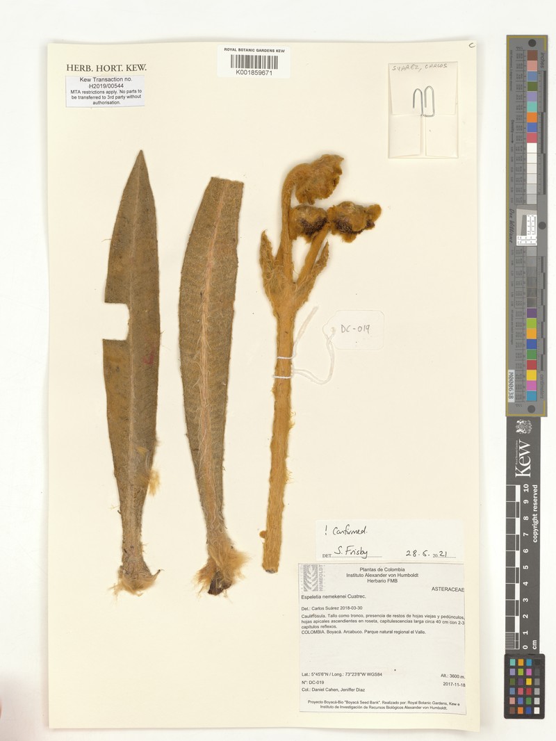 Espeletia nemekenei