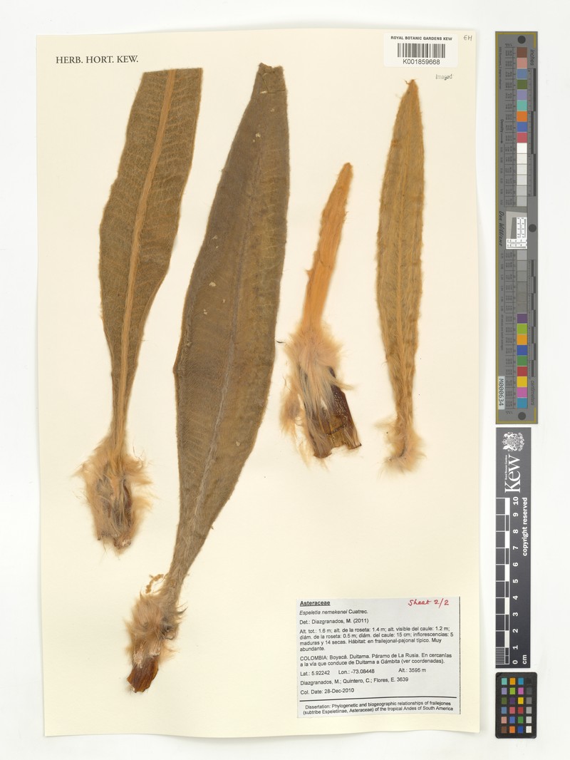 Espeletia nemekenei photo 2