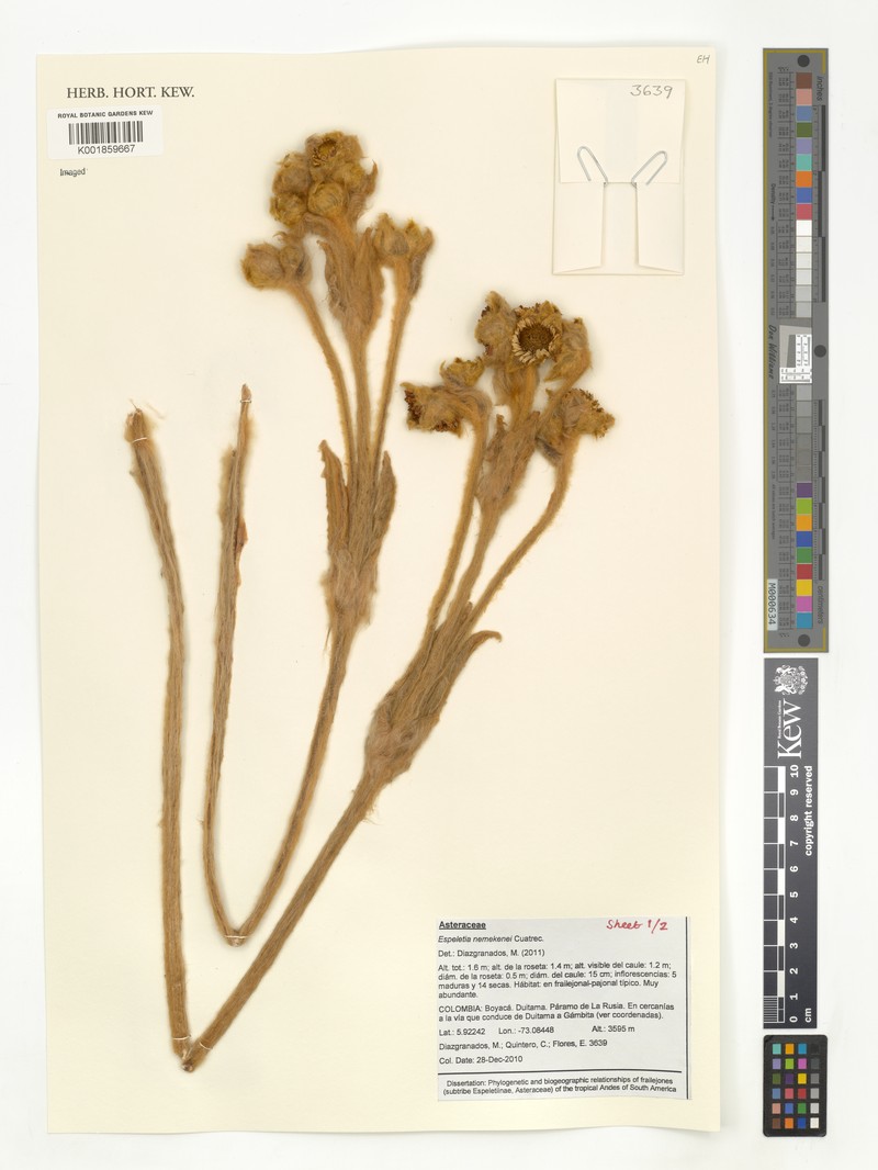 Espeletia nemekenei photo 3