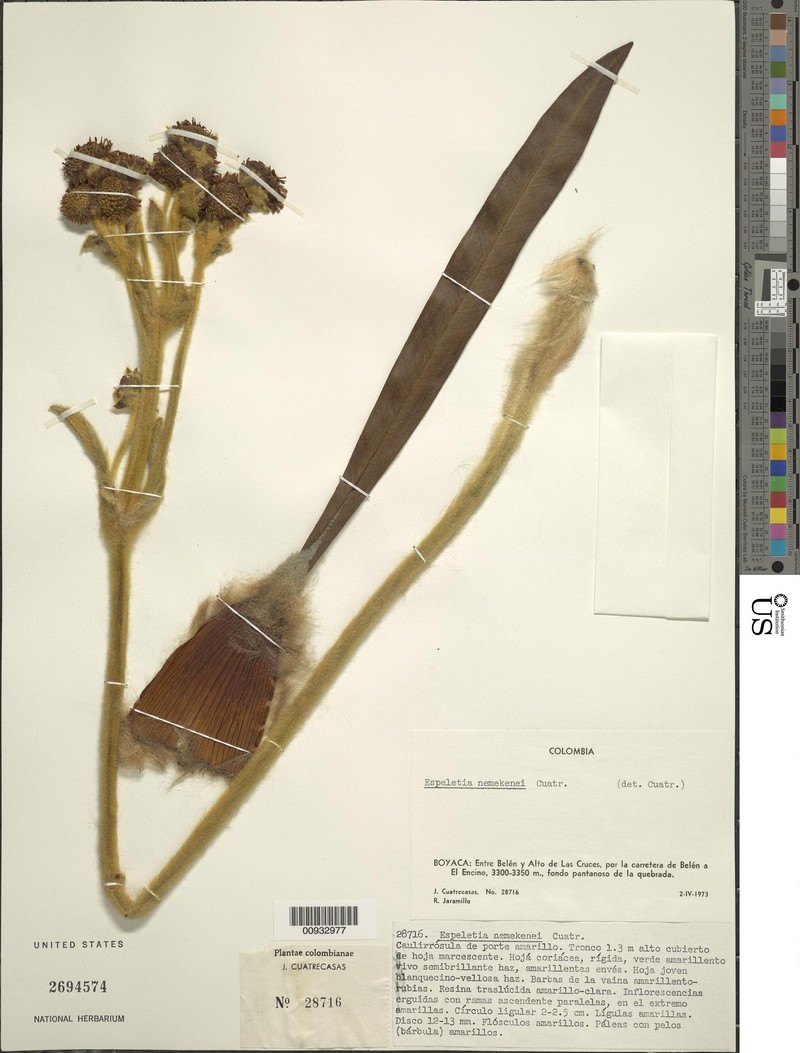 Espeletia nemekenei photo 4
