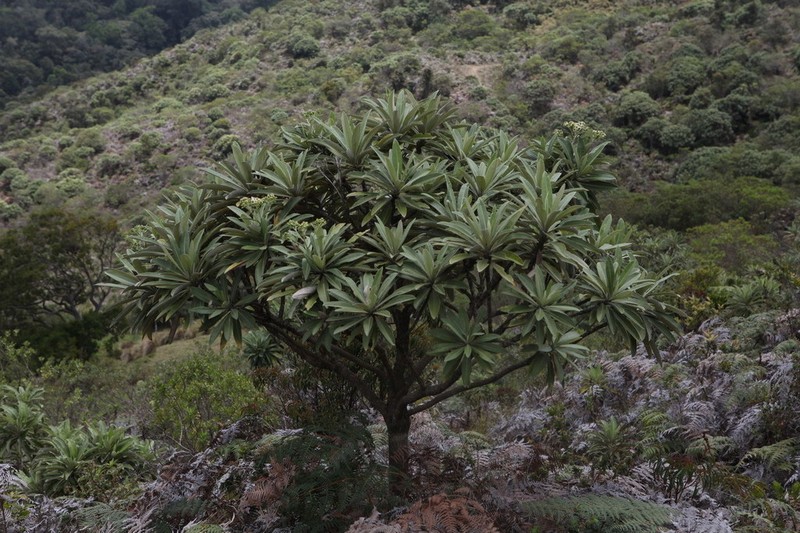 Espeletia neriifolia