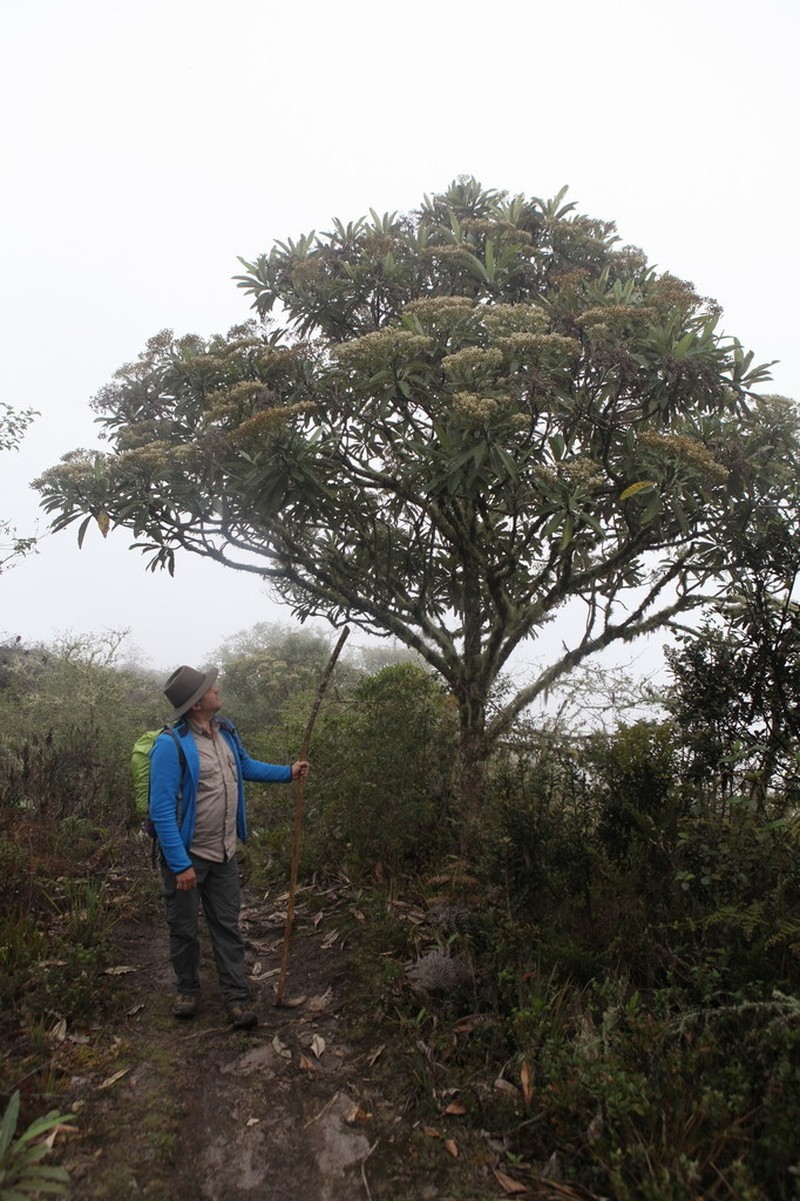 Espeletia neriifolia photo 2