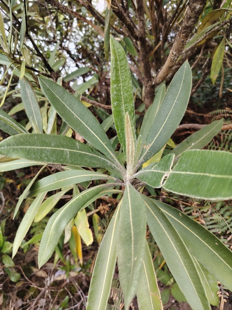 Espeletia neriifolia photo 3