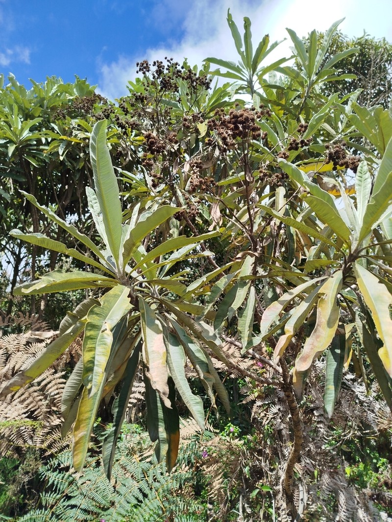 Espeletia neriifolia photo 4