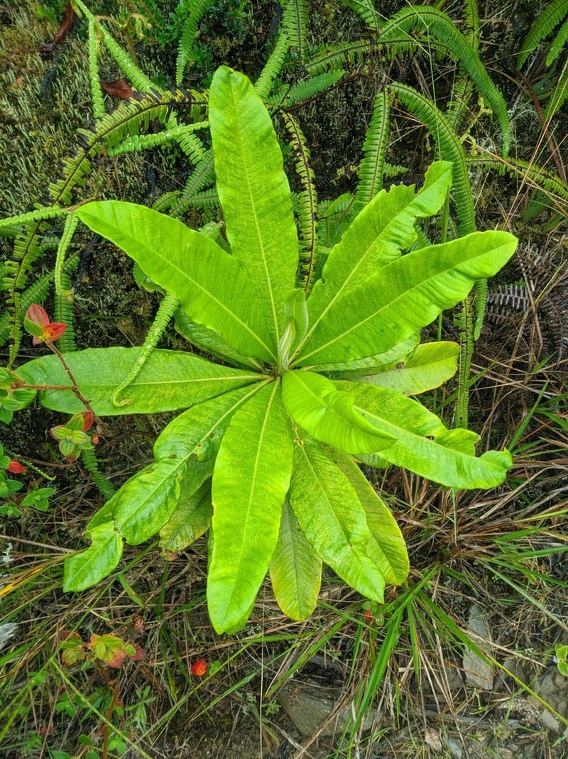 Espeletia neriifolia photo 5