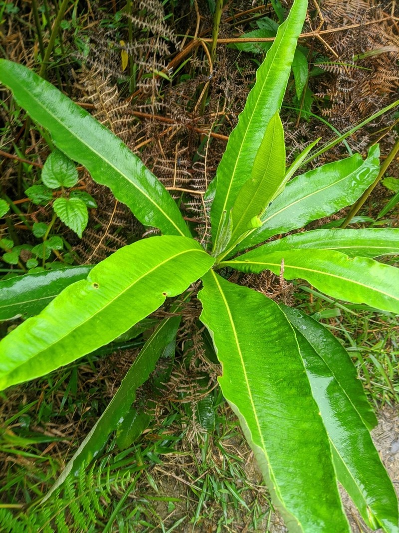 Espeletia neriifolia photo 6