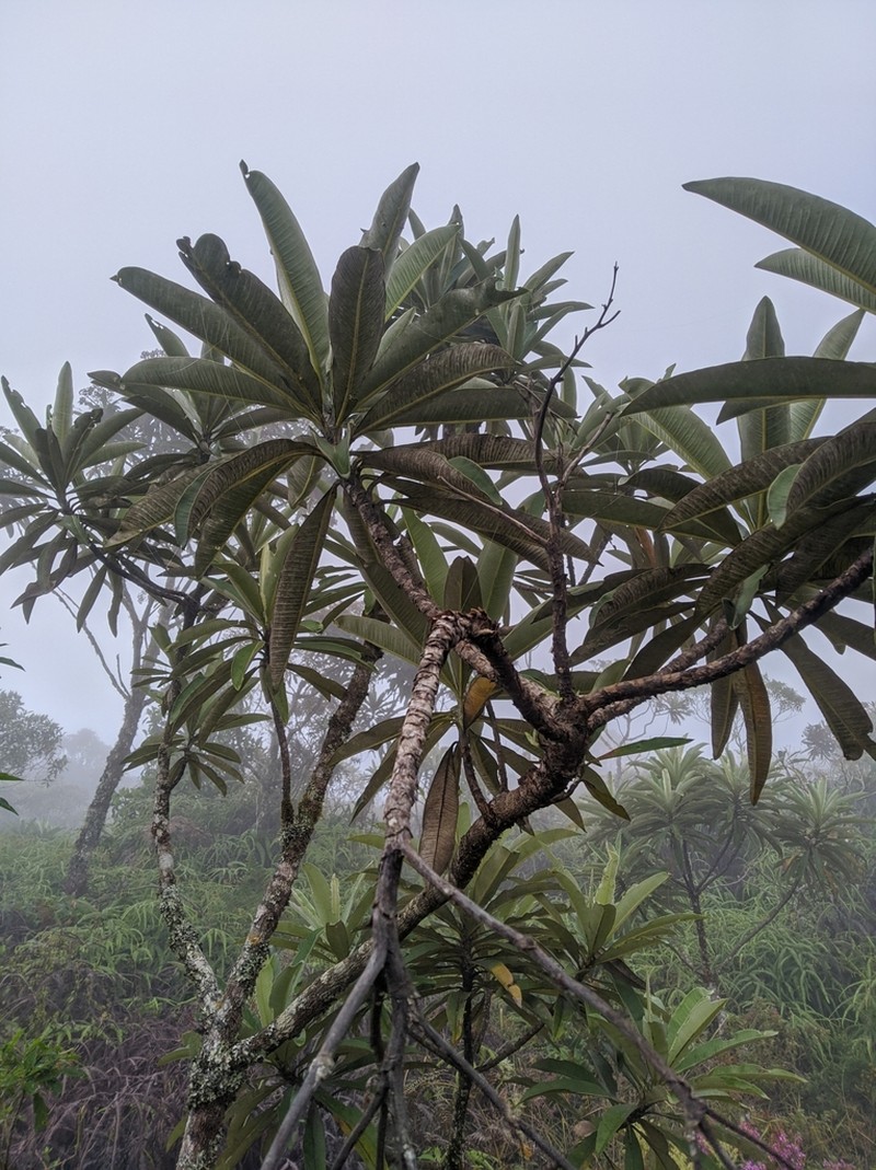 Espeletia neriifolia photo 7