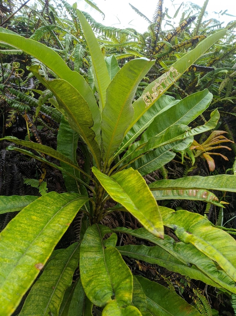 Espeletia neriifolia photo 8