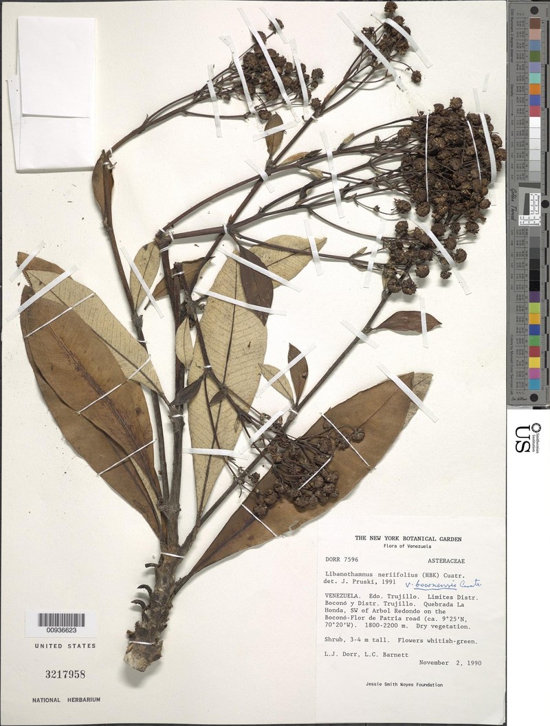 Espeletia neriifolia var. boconensis