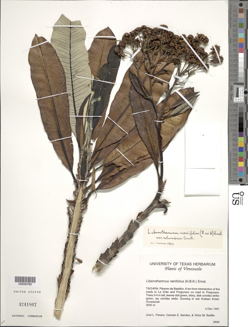 Espeletia neriifolia var. columbica