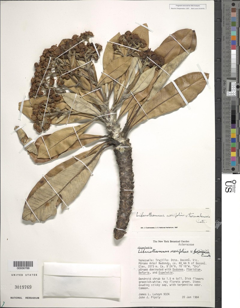 Espeletia neriifolia var. turmalensis