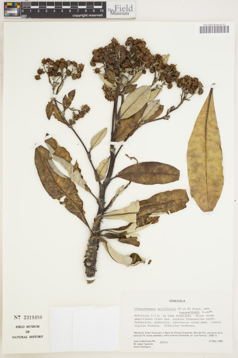 Espeletia neriifolia var. turmalensis photo 2