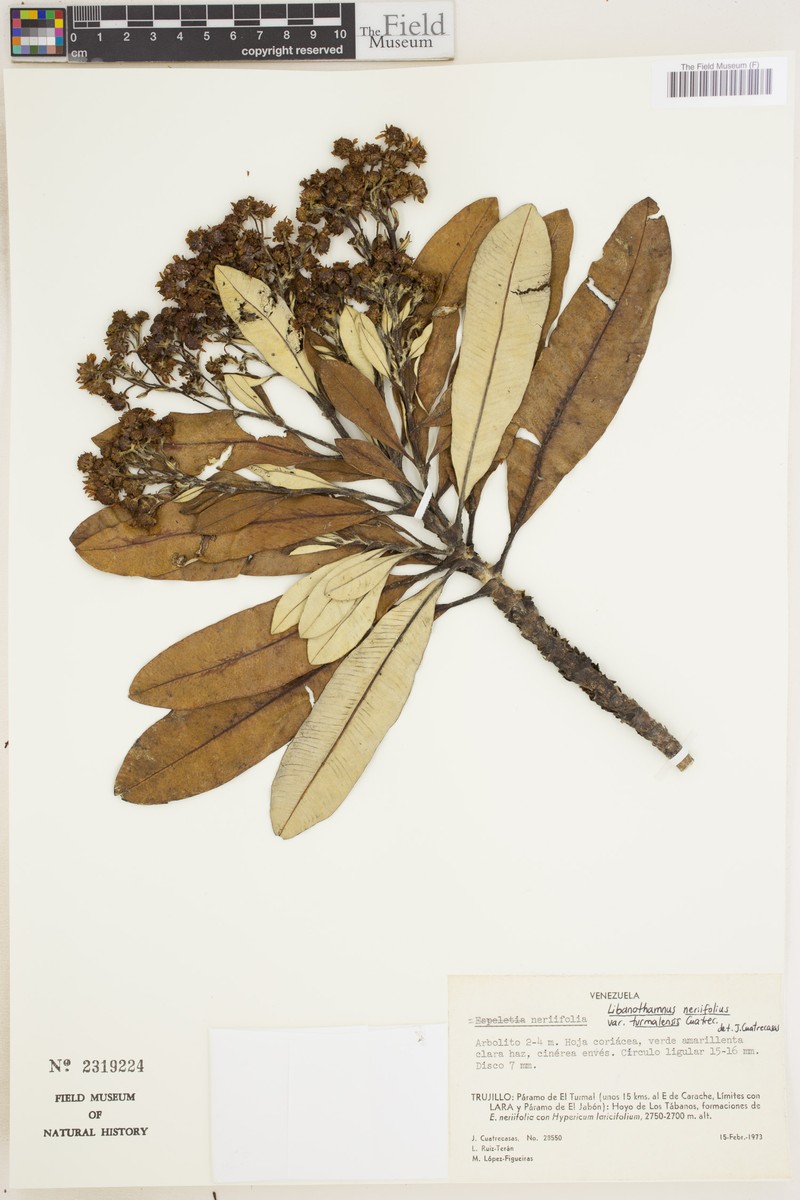 Espeletia neriifolia var. turmalensis photo 3