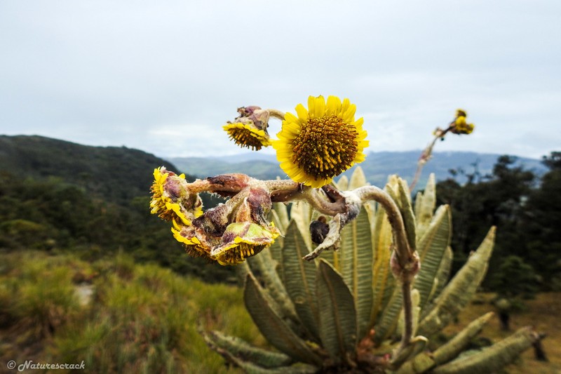 Espeletia occidentalis